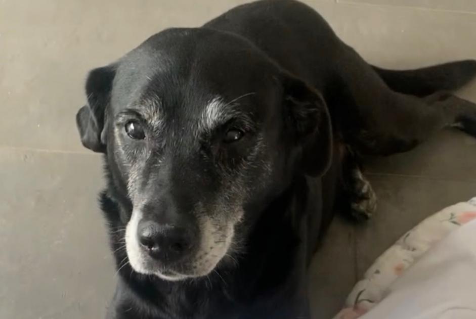 Vermisstmeldung Hund rassenmischung Männliche , 14 jahre Massieux Frankreich