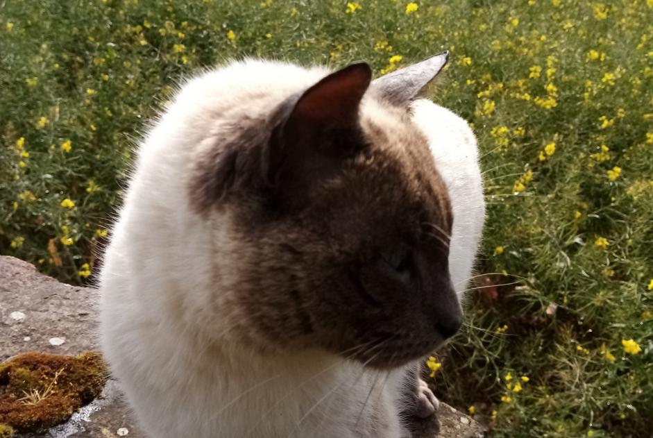 Fundmeldung Katze  Männliche Châtelaudren-Plouagat Frankreich
