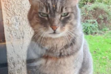 Vermisstmeldung Katze  Männliche , 9 jahre Bey Frankreich