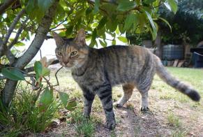 Vermisstmeldung Katze  Weiblich , 14 jahre Lagnieu Frankreich