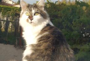 Vermisstmeldung Katze rassenmischung Männliche , 1 jahre Saint-Just Frankreich