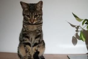 Vermisstmeldung Katze  Männliche , 4 jahre Allauch Frankreich
