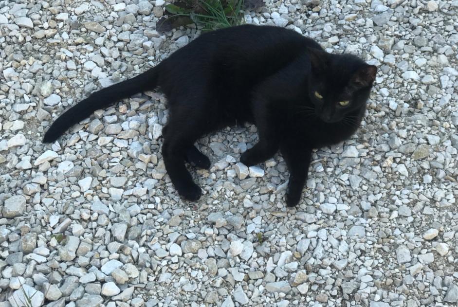 Discovery alert Cat Male Corbonod France