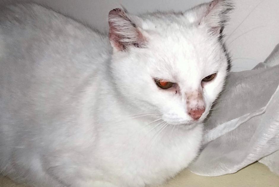 Discovery alert Cat Female Saint-Vulbas France
