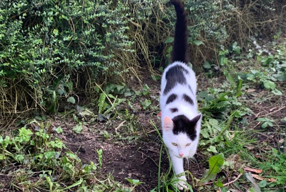 Discovery alert Cat Unknown Lanvallay France