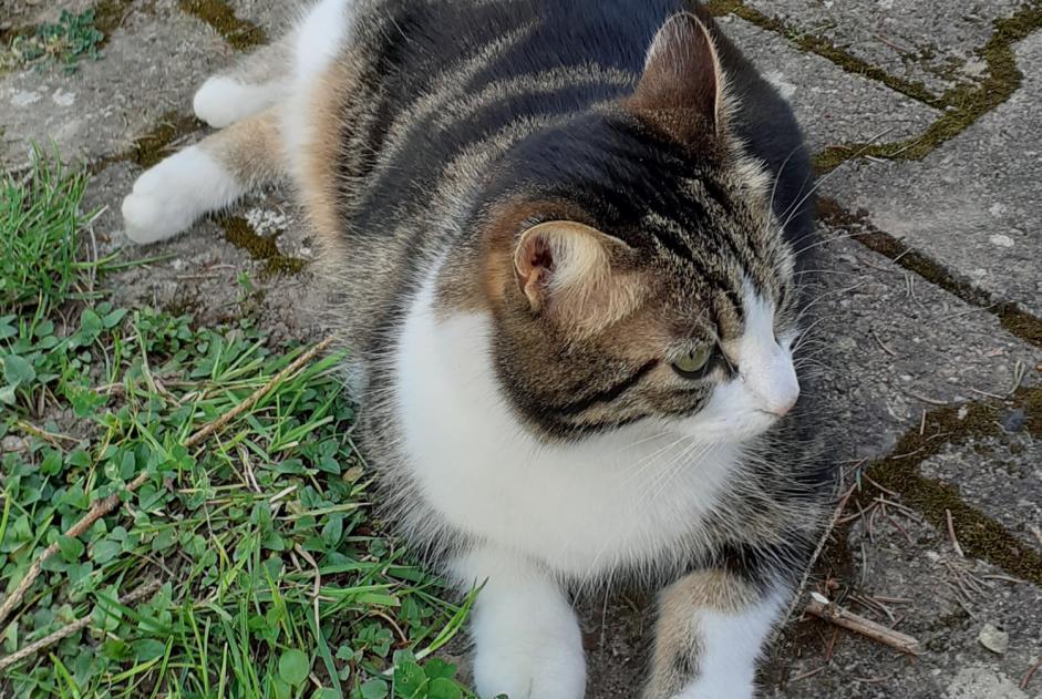 Disappearance alert Cat  Female , 8 years Saint-Denis-lès-Bourg France