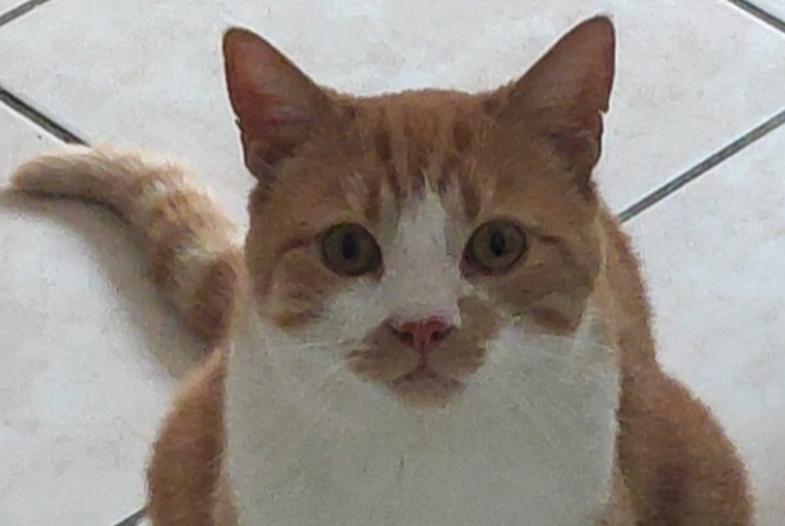 Disappearance alert Cat Male , 7 years Château-Gaillard France
