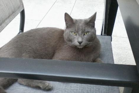 Disappearance alert Cat  Male , 5 years Ambérieu-en-Bugey France