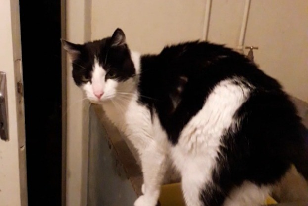 Disappearance alert Cat miscegenation Male , 11 years Saint-Just France