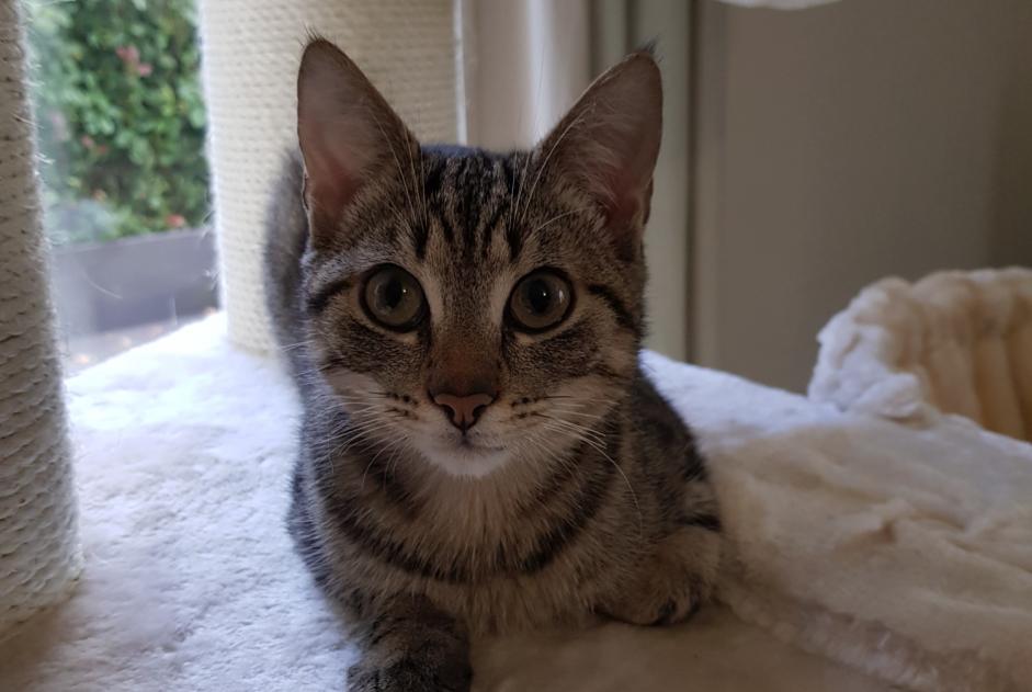Disappearance alert Cat Male , 5 years Quédillac France Disappearance alert Cat Male , 5 years Quédillac France