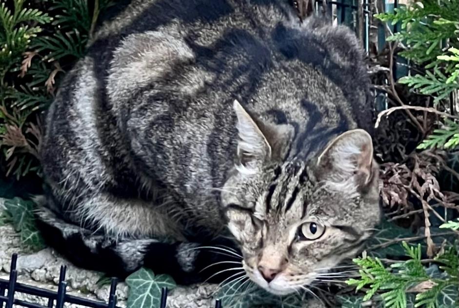 Disappearance alert Cat Male , 12 years Blanzy France