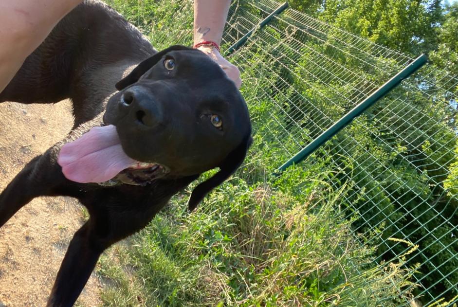 Discovery alert Dog miscegenation Female Reyrieux France