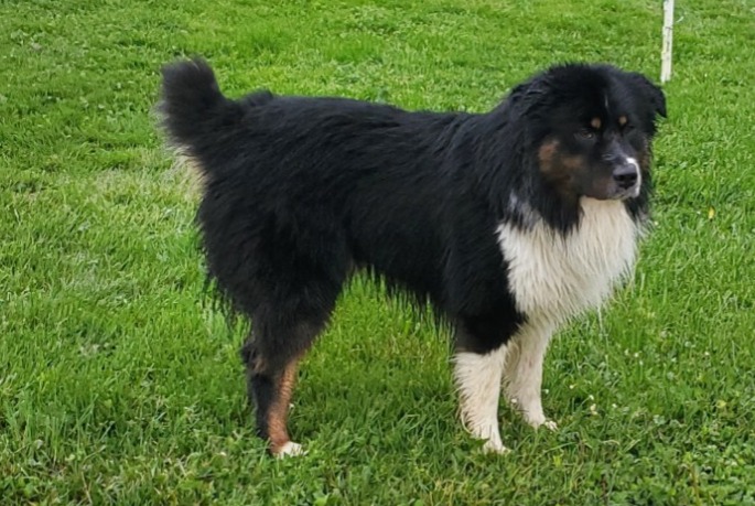 Discovery alert Dog Male Val-Revermont France Discovery alert Dog Male Val-Revermont France