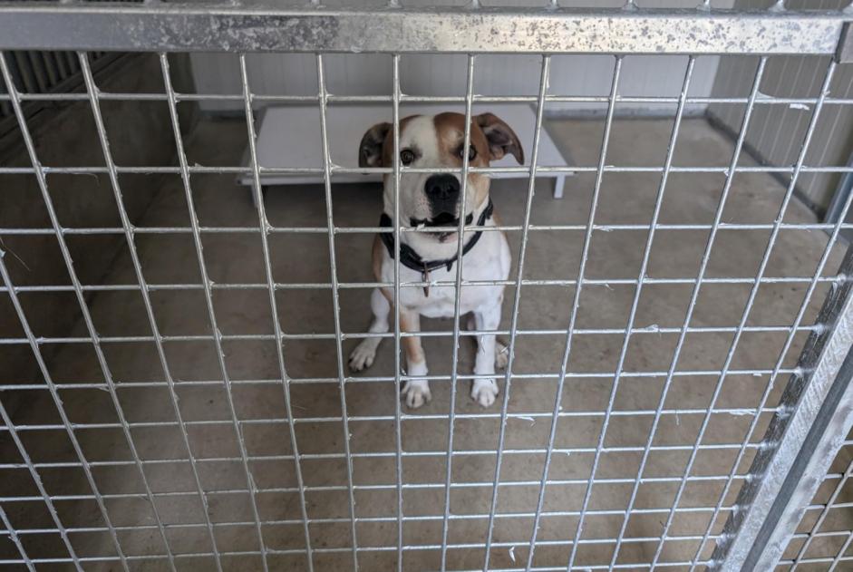 Discovery alert Dog miscegenation Male Vitré France Discovery alert Dog miscegenation Male Vitré France