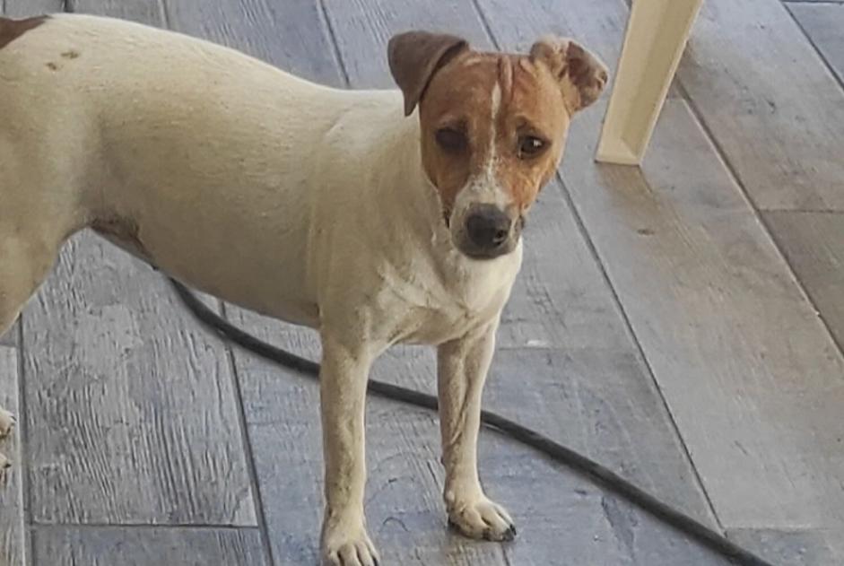 Disappearance alert Dog  Female , 3 years Dagneux France