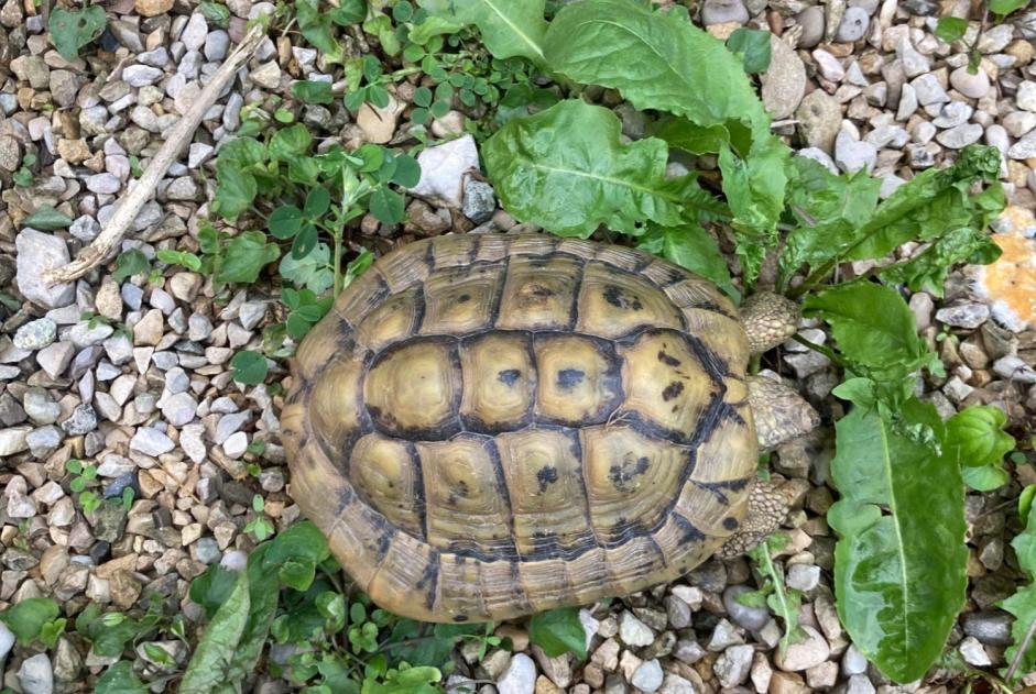 Discovery alert Tortoise Male Chalamont France