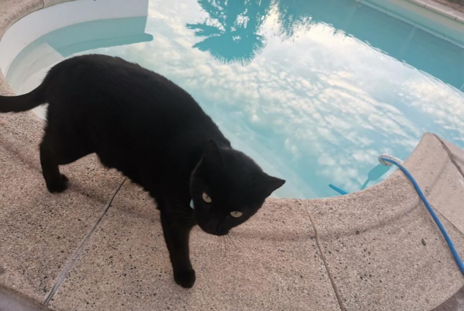 Alerta de Desaparición Gato Hembra , 3 años Druillat Francia