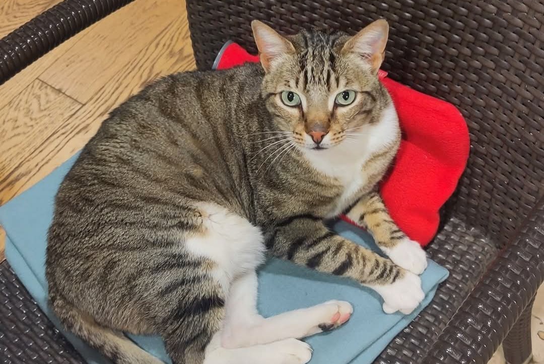 Alerta de Desaparición Gato Macho , 5 años Ferney-Voltaire Francia Alerta de Desaparición Gato Macho , 5 años Ferney-Voltaire Francia