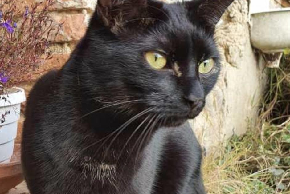 Alerta de Desaparición Gato Macho , 5 años Guignen Francia Alerta de Desaparición Gato Macho , 5 años Guignen Francia