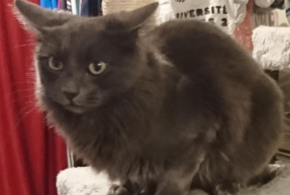 Alerta de Desaparición Gato  Hembra , 4 años Montgermont Francia