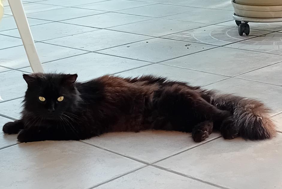 Alerta de Hallazgo Gato Macho Beaupont Francia