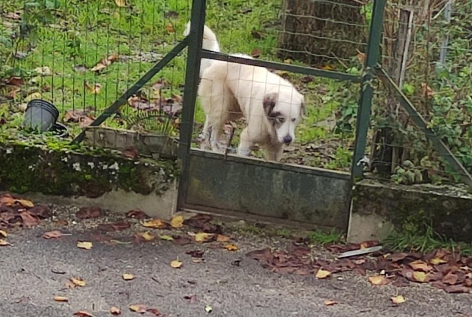 Alerta de Hallazgo Perro Desconocido Arboys-en-Bugey Francia