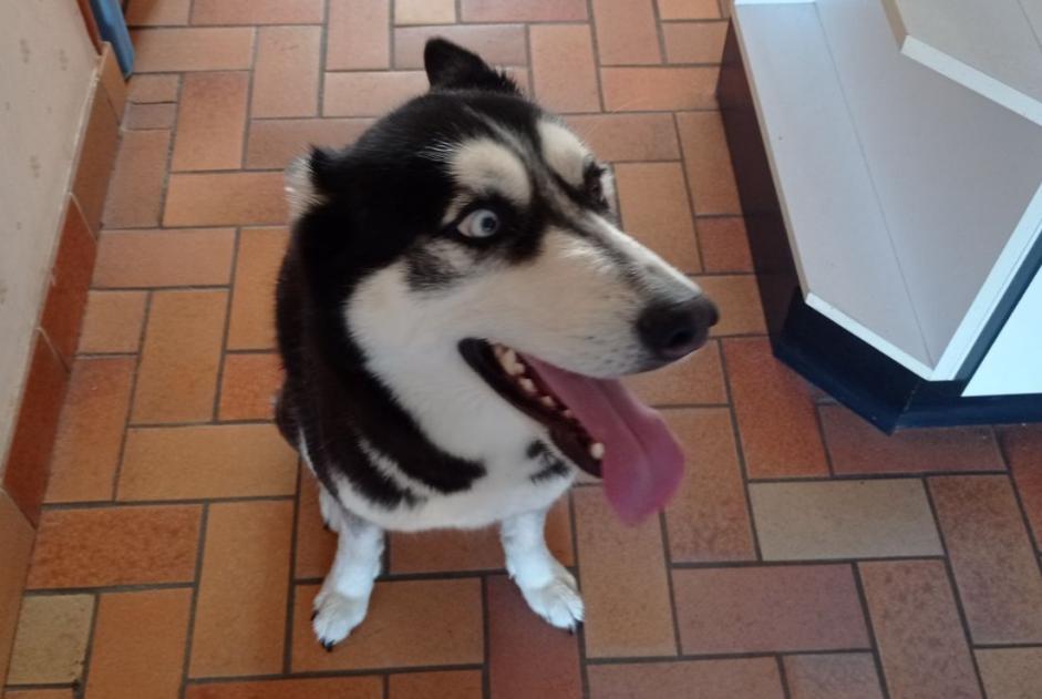 Alerta de Hallazgo Perro cruce Hembra Béréziat Francia