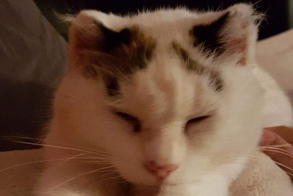 Alerte Disparition Chat Mâle , 13 ans Francheleins France