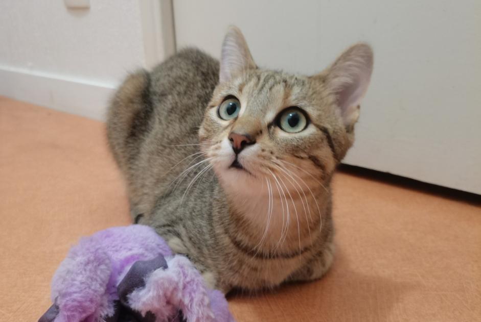 Alerte Disparition Chat Femelle , 1 ans Péronnas France