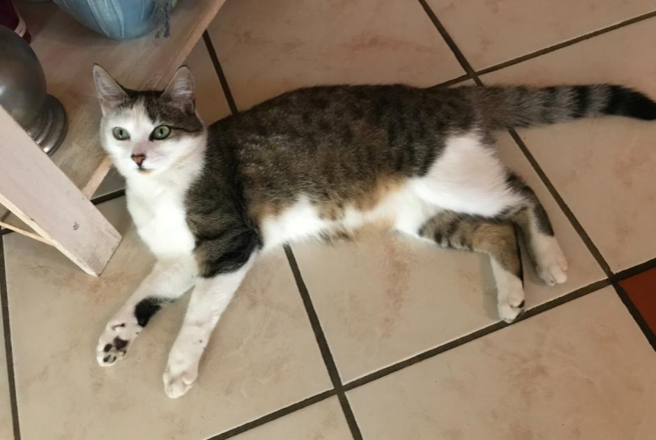 Alerte Disparition Chat Femelle , 4 ans Jassans-Riottier France Alerte Disparition Chat Femelle , 4 ans Jassans-Riottier France