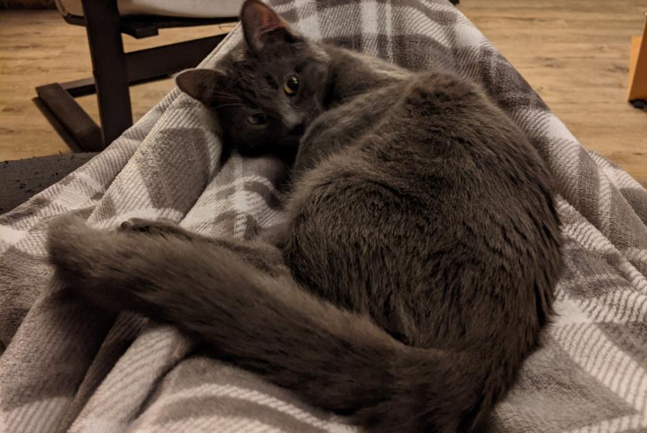 Alerte Disparition Chat Mâle , 2 ans Trévoux France Alerte Disparition Chat Mâle , 2 ans Trévoux France