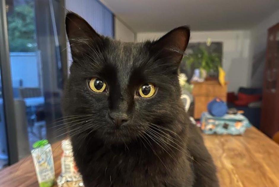 Alerte Disparition Chat Mâle , 3 ans Gex France Alerte Disparition Chat Mâle , 3 ans Gex France