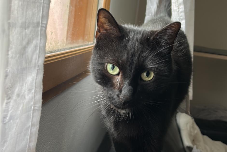 Alerte Disparition Chat Mâle , 7 ans Thoiry France Alerte Disparition Chat Mâle , 7 ans Thoiry France
