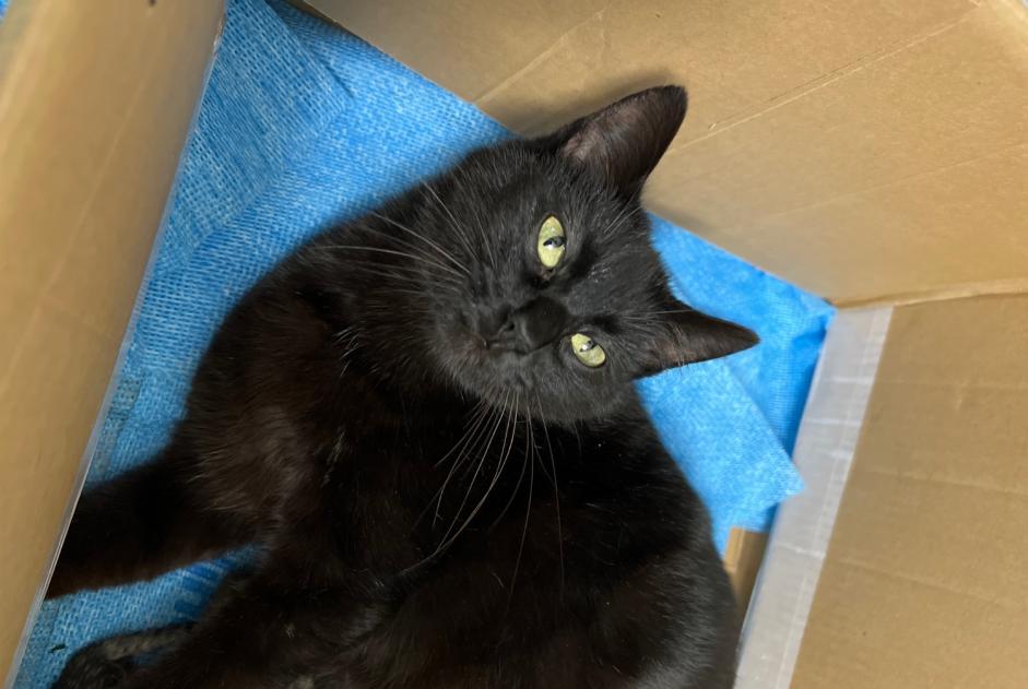 Alerte Découverte Chat Femelle Attignat France Alerte Découverte Chat Femelle Attignat France