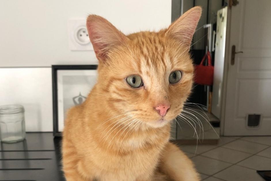 Alerte Découverte Chat croisement Mâle Massieux France Alerte Découverte Chat croisement Mâle Massieux France