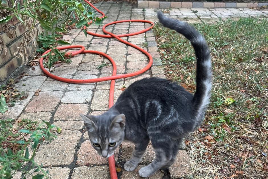 Alerte Découverte Chat Inconnu Trévoux France Alerte Découverte Chat Inconnu Trévoux France
