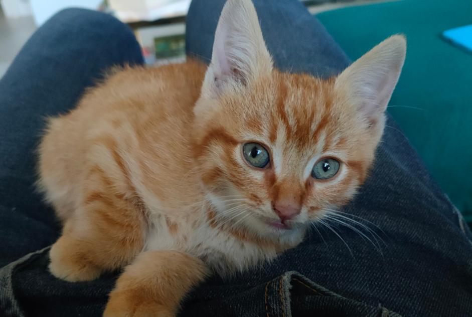 Alerte Découverte Chat Mâle , Entre 1 et 3 mois Châtillon-sur-Chalaronne France Alerte Découverte Chat Mâle , Entre 1 et 3 mois Châtillon-sur-Chalaronne France