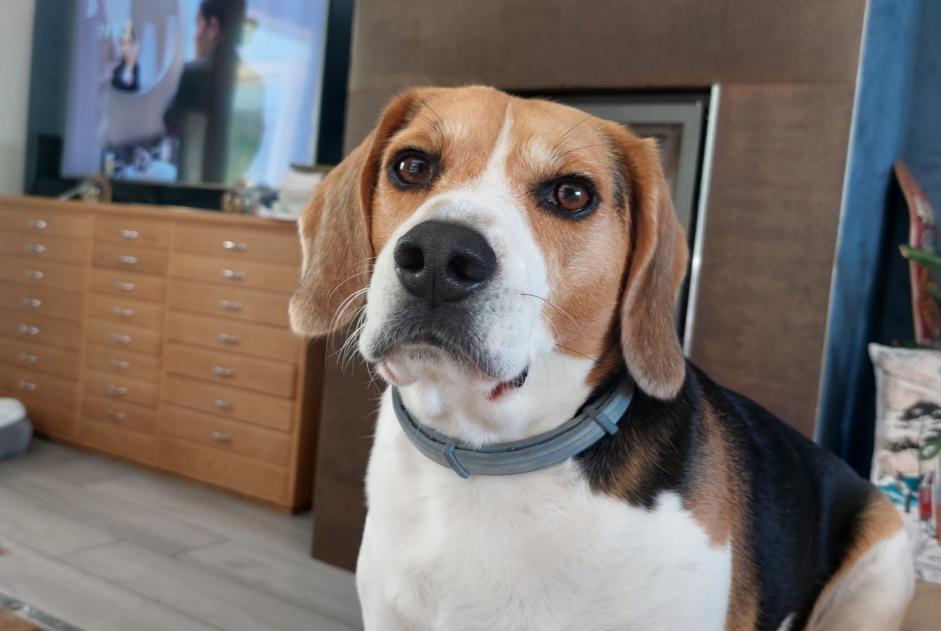 Alerte Disparition Chien Mâle , 4 ans Jujurieux France Alerte Disparition Chien Mâle , 4 ans Jujurieux France