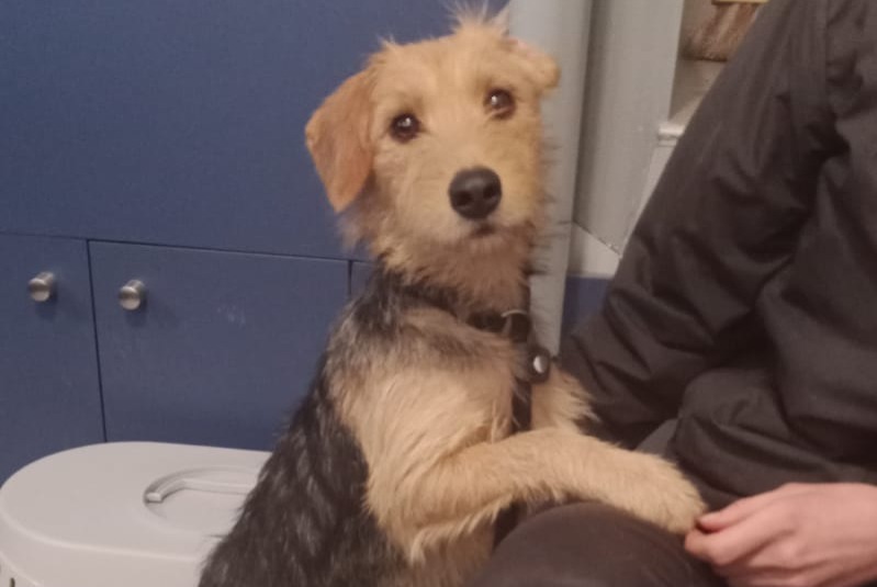 Alerte Découverte Chien croisement Femelle Dompierre-sur-Veyle France