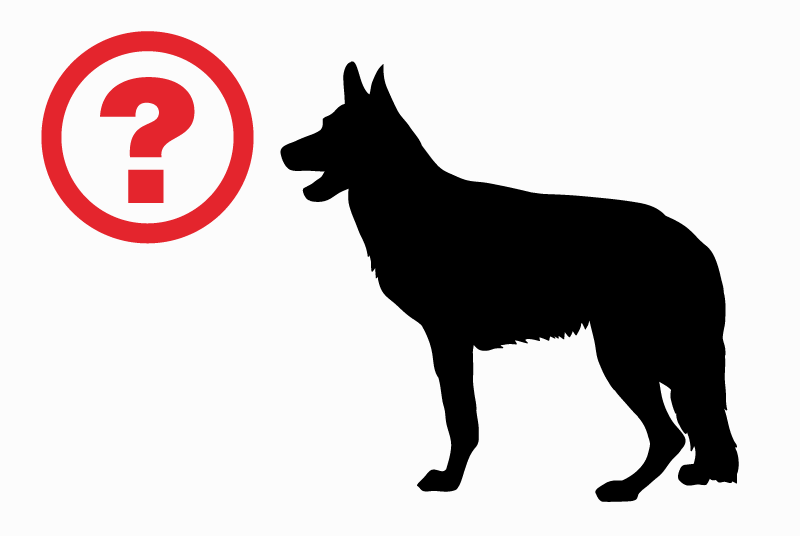 Alerte Disparition Chien croisement Femelle , 2 ans Matafelon-Granges France Alerte Disparition Chien croisement Femelle , 2 ans Matafelon-Granges France