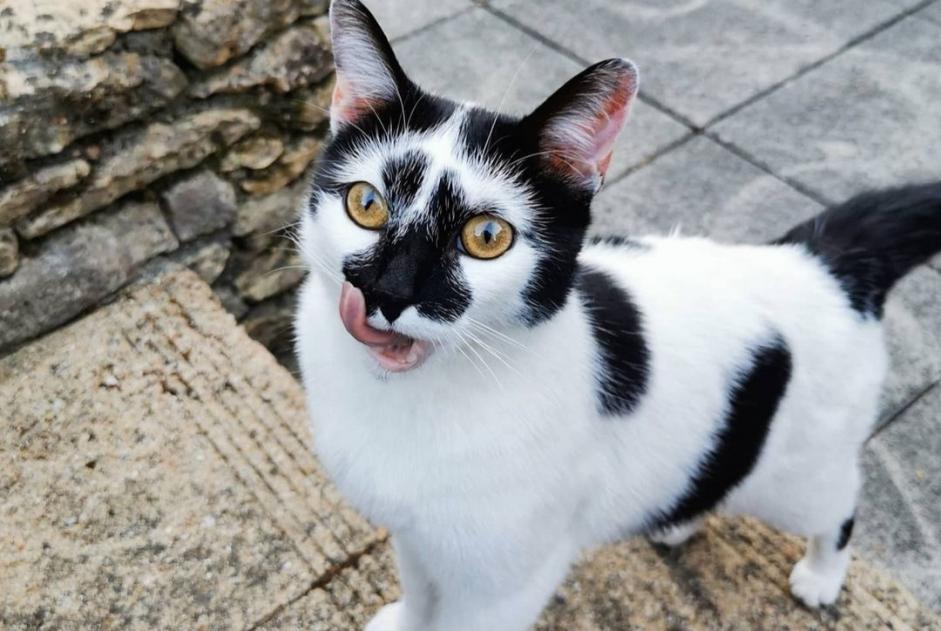 Alerta desaparecimento Gato Fêmea , 6 anos Villette-sur-Ain France