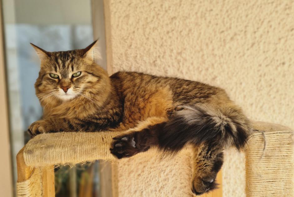 Alerta desaparecimento Gato  Fêmea , 5 anos Lyon France
